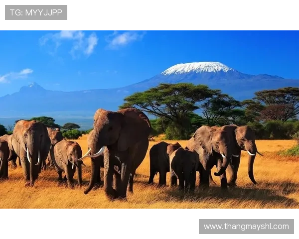 以萨凡娜为中心探索非洲草原生态系统的奇妙多样性及其保护挑战